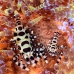 shrimp_coleman_bhr_tam_v_0338_bal6200.jpg